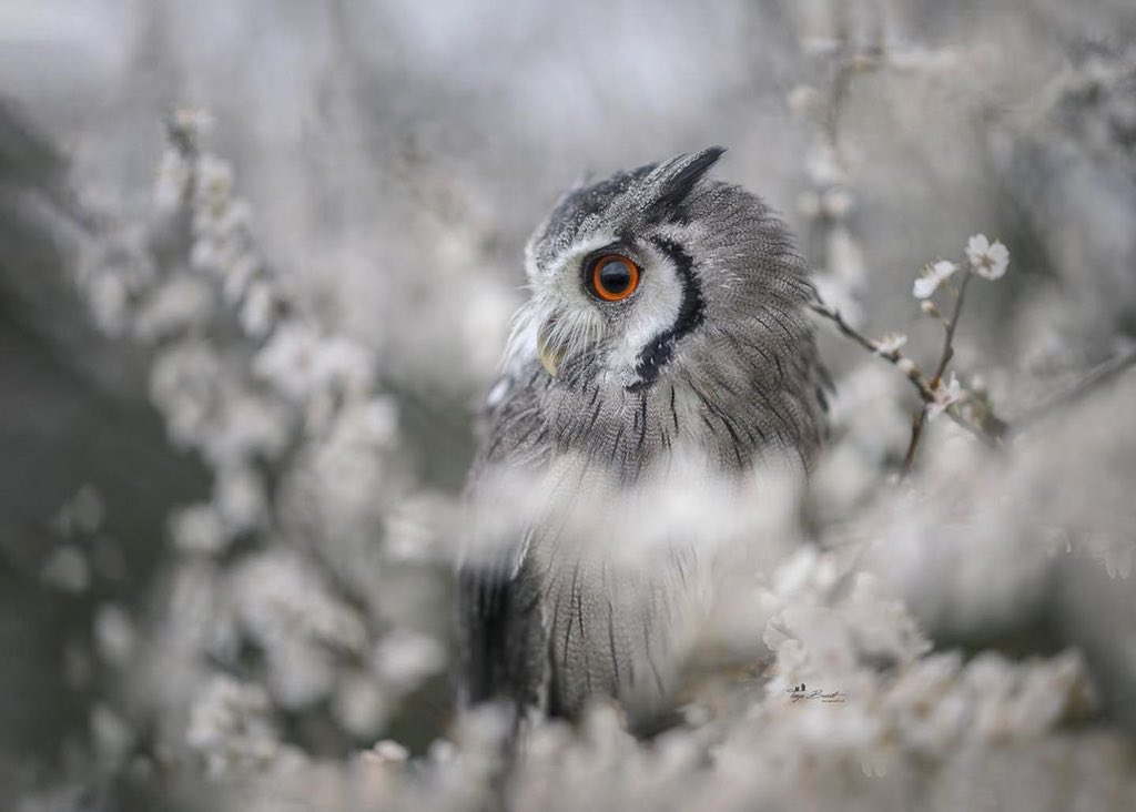 JeanetteEliz's tweet photo. It’s a brand new week, Happy Monday Everyone. 😊 I hope all of you have a wonderful day. Have a beautiful week ahead. 💞🌺💕 
#NatureBeauty #NaturePhotography https://t.co/Tlx7tkZrGA