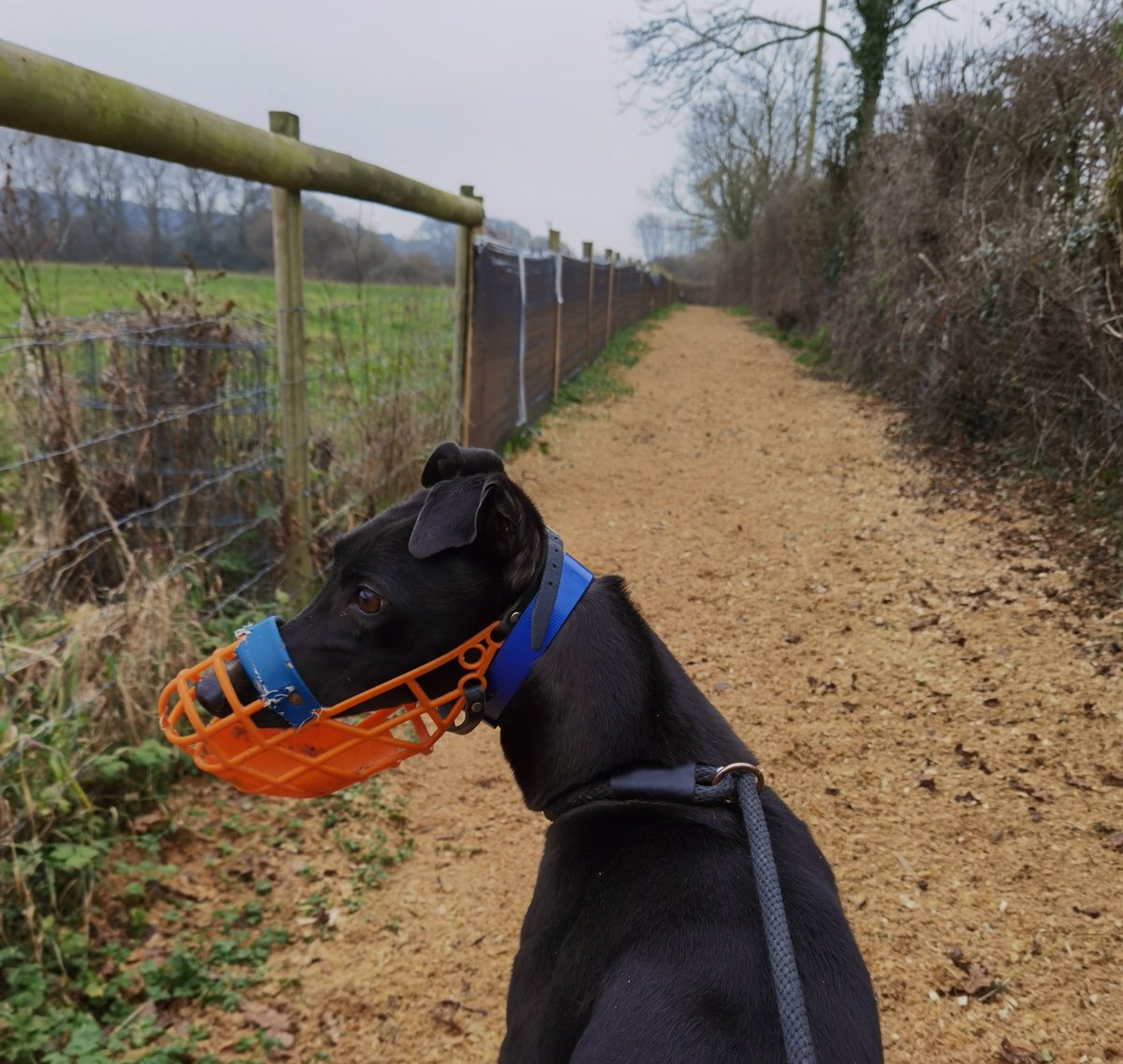 adachikennels's tweet photo. 🖤On the gallop🖤

#adachikennels #slipperylilly #beamingduchess #pennyscuisle #riversidemilo #tolpuddleadam https://t.co/eV6vPXhNb2
