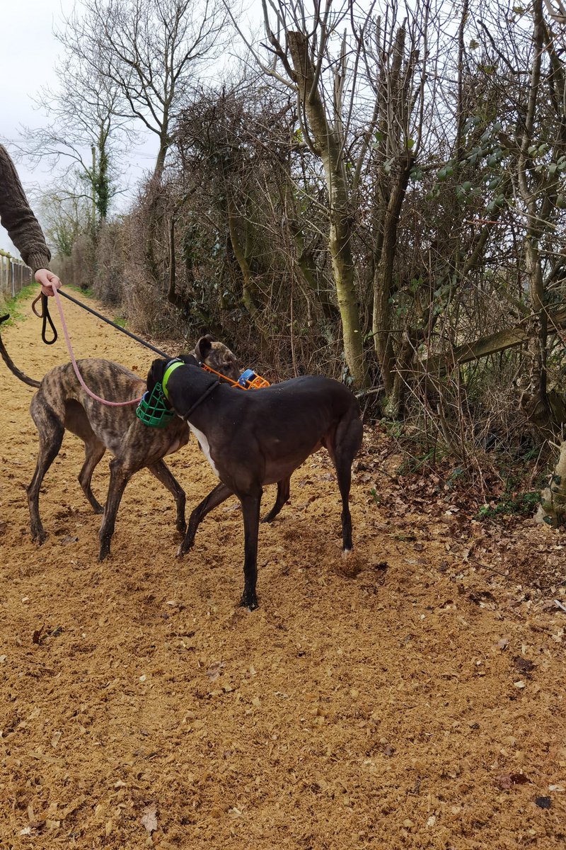 adachikennels's tweet photo. 🖤On the gallop🖤

#adachikennels #slipperylilly #beamingduchess #pennyscuisle #riversidemilo #tolpuddleadam https://t.co/eV6vPXhNb2