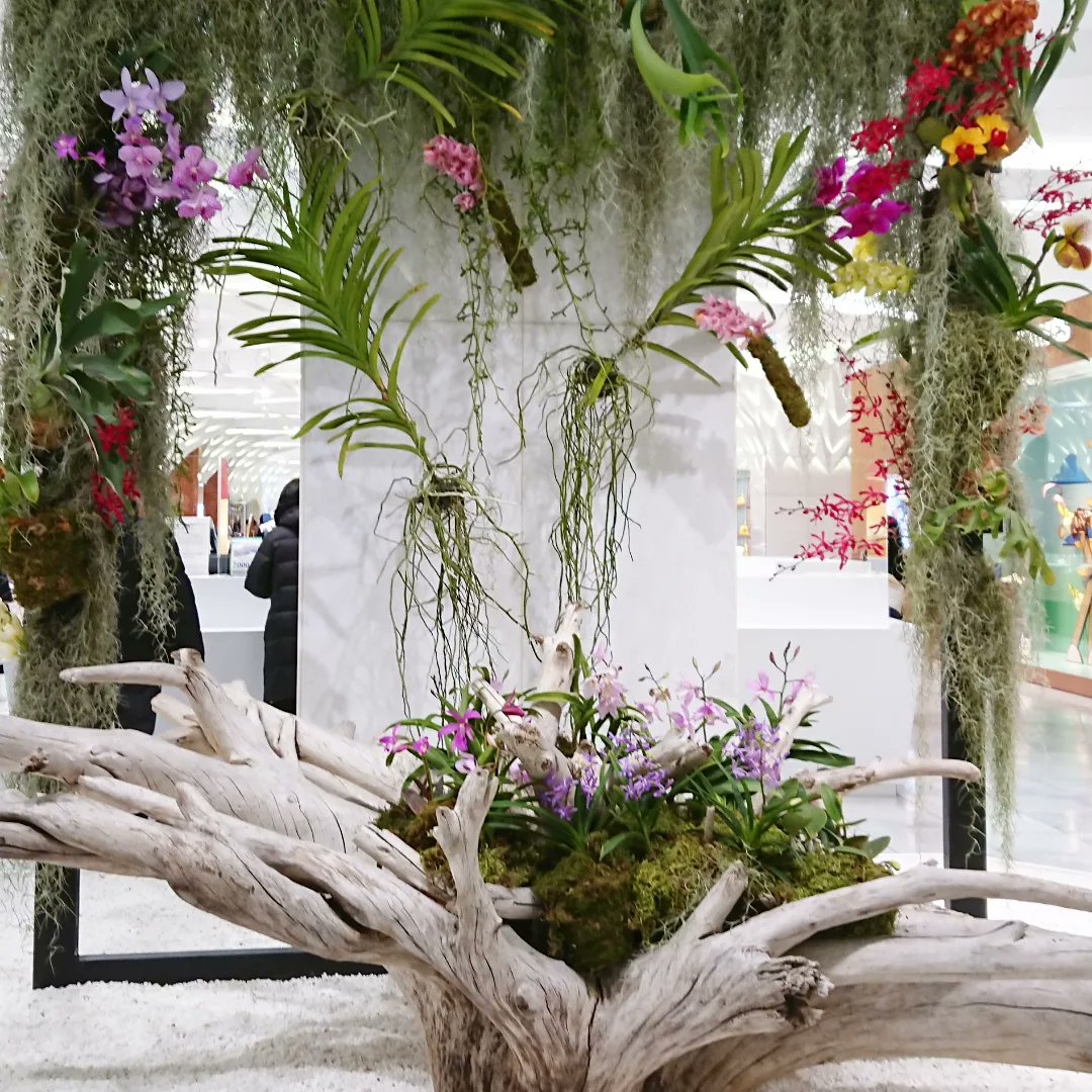 長谷川貴子 日本橋三越本店の英国展は今日が最終日 先日行った時は 玄関入り口の迎え花 蘭の花が綺麗でした 日本橋三越 日本橋 三越 蘭 蘭の花 洋らん 洋ラン 迎え花 三越英国展 英国展 T Co Vfl5udhlzn Twitter