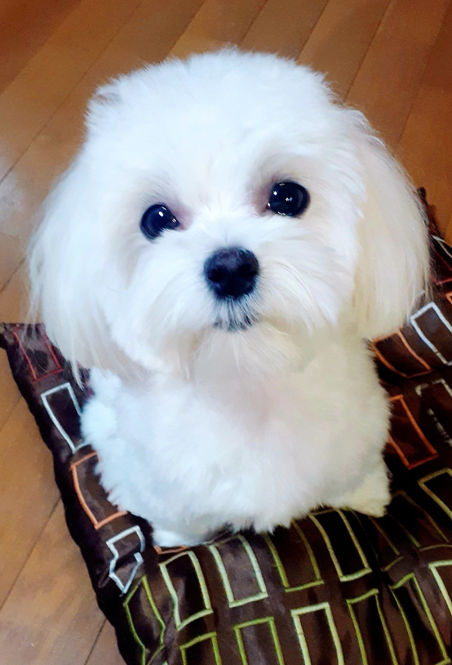 マルチーズ🌟moko🌟 (@_mokomama_) / Twitter マルチーズ🌟moko🌟 (@_mokomama_) / Twitter