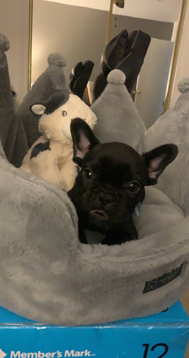 natelison97's tweet photo. It sucks to leave this sweet face at home 😭 https://t.co/mDPs782DfF