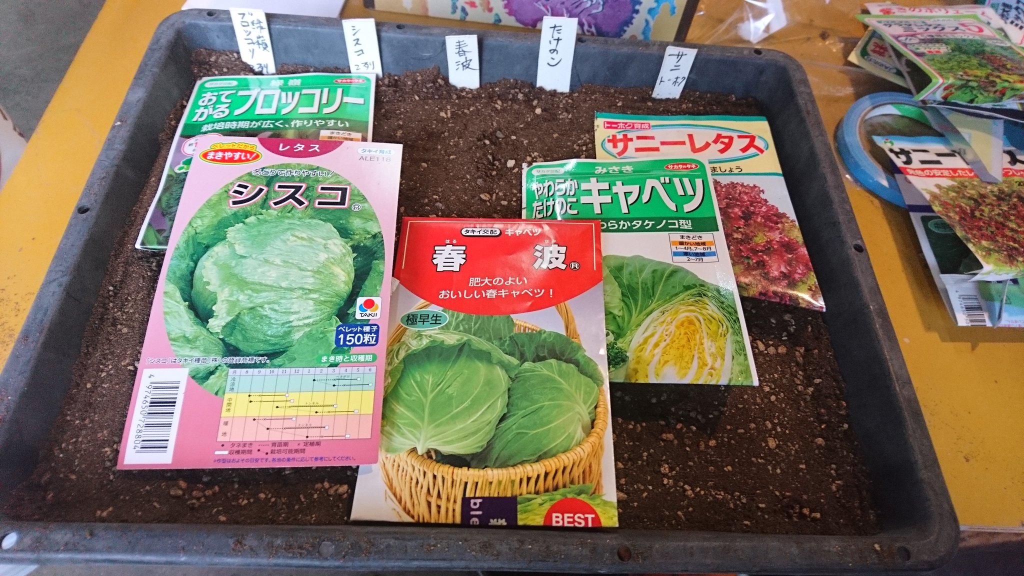 野菜栽培の記録 家庭菜園 野菜づくり Yasai3181 Twitter