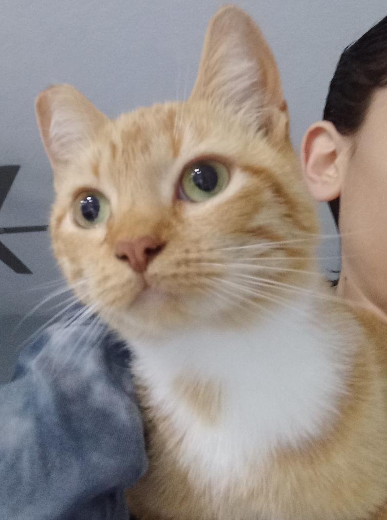 adriann6969's tweet photo. Another cat picture cause my cat is adorable https://t.co/SAWYU53KV7