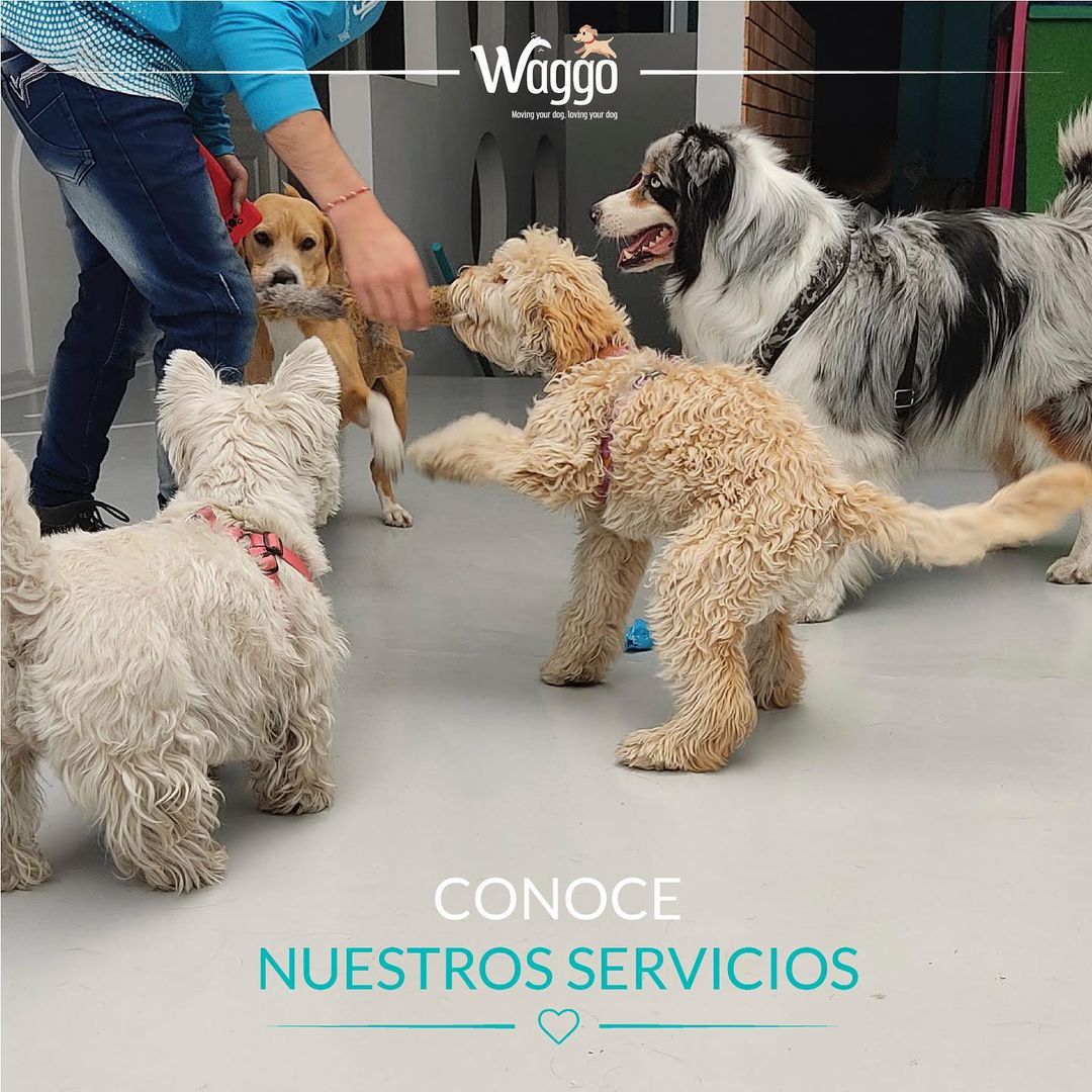 WaggoCo's tweet photo. En Waggo nos dedicamos al cuidado, atención y bienestar de nuestros peluditos♥️🐶
#Waggo #WaggoCo #Colombia #Bogota #Perros #ColegioCanino #Adiestramiento #HotelCanino #Etologia #FelizLunes  #FelizLunesATodos #BuenosDias https://t.co/mUDypiOLLU
