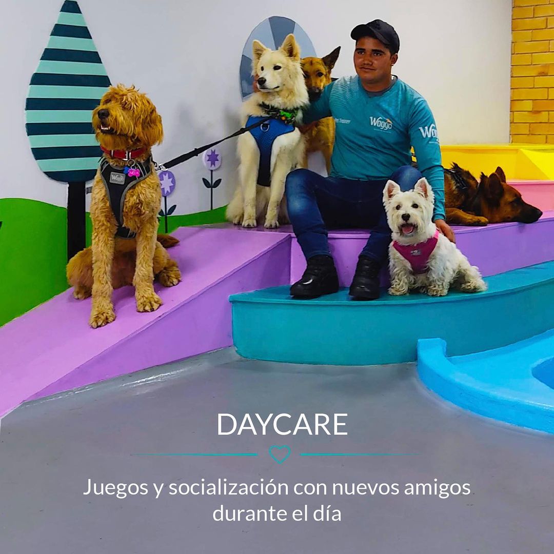 WaggoCo's tweet photo. En Waggo nos dedicamos al cuidado, atención y bienestar de nuestros peluditos♥️🐶
#Waggo #WaggoCo #Colombia #Bogota #Perros #ColegioCanino #Adiestramiento #HotelCanino #Etologia #FelizLunes  #FelizLunesATodos #BuenosDias https://t.co/mUDypiOLLU