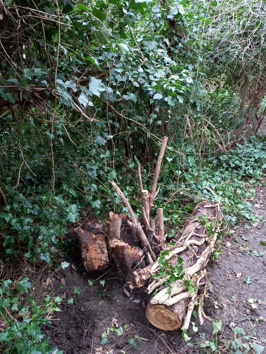 TCVHaringey's tweet photo. Lovely day at Granville Spinny with fantastic team! #Tree fall cleared, paths cut back, #litter picked, #hazel coppice tended and mini #loggery created. #tcvharingey #Sunday cs https://t.co/QtB7ooF9IO