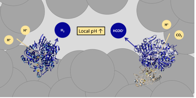 Very excited to share my latest paper on 'Understanding the local chemical environment of bioelectrocatalysis' recently published in <a href="/PNASNews/">PNASNews</a> ! 👩‍🔬🔬pnas.org/content/119/4/… Big thanks to my collaborators for all their hard work. <a href="/ReisnerLab/">Reisner Lab</a> <a href="/Cambridge_Uni/">Cambridge University</a> @itqbunl