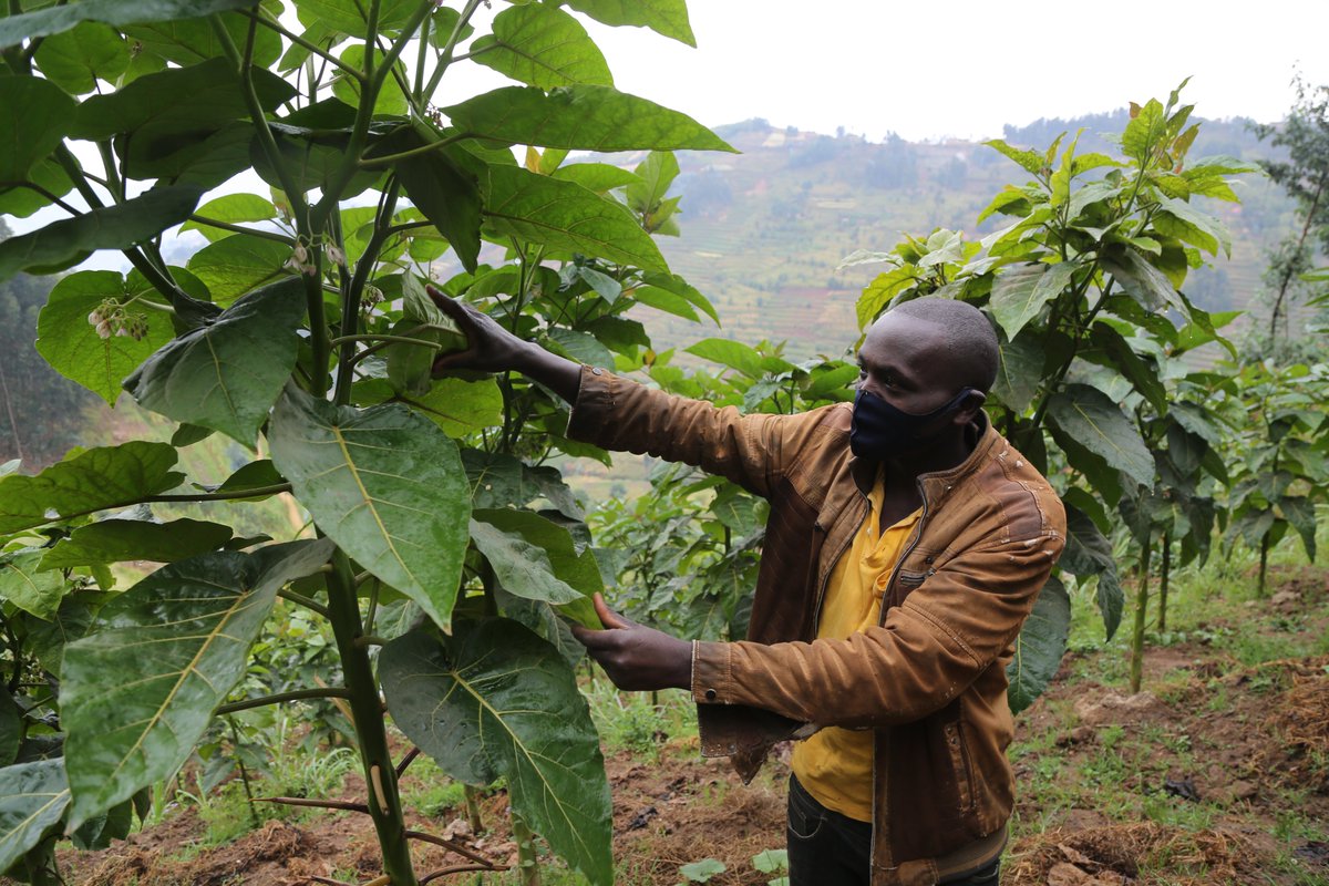 Support from #SAIP has boosted farmers' confidence to venture into tree-tomato farming. The choice for tree-tomato farming has proven to be a lucrative venture with a good market potential. #SAIP is implemented under SPIU @SAIP_SAPMP of <a href="/RwandaAgriBoard/">Rwanda Agriculture & Animal Resources Devpt Board</a>
