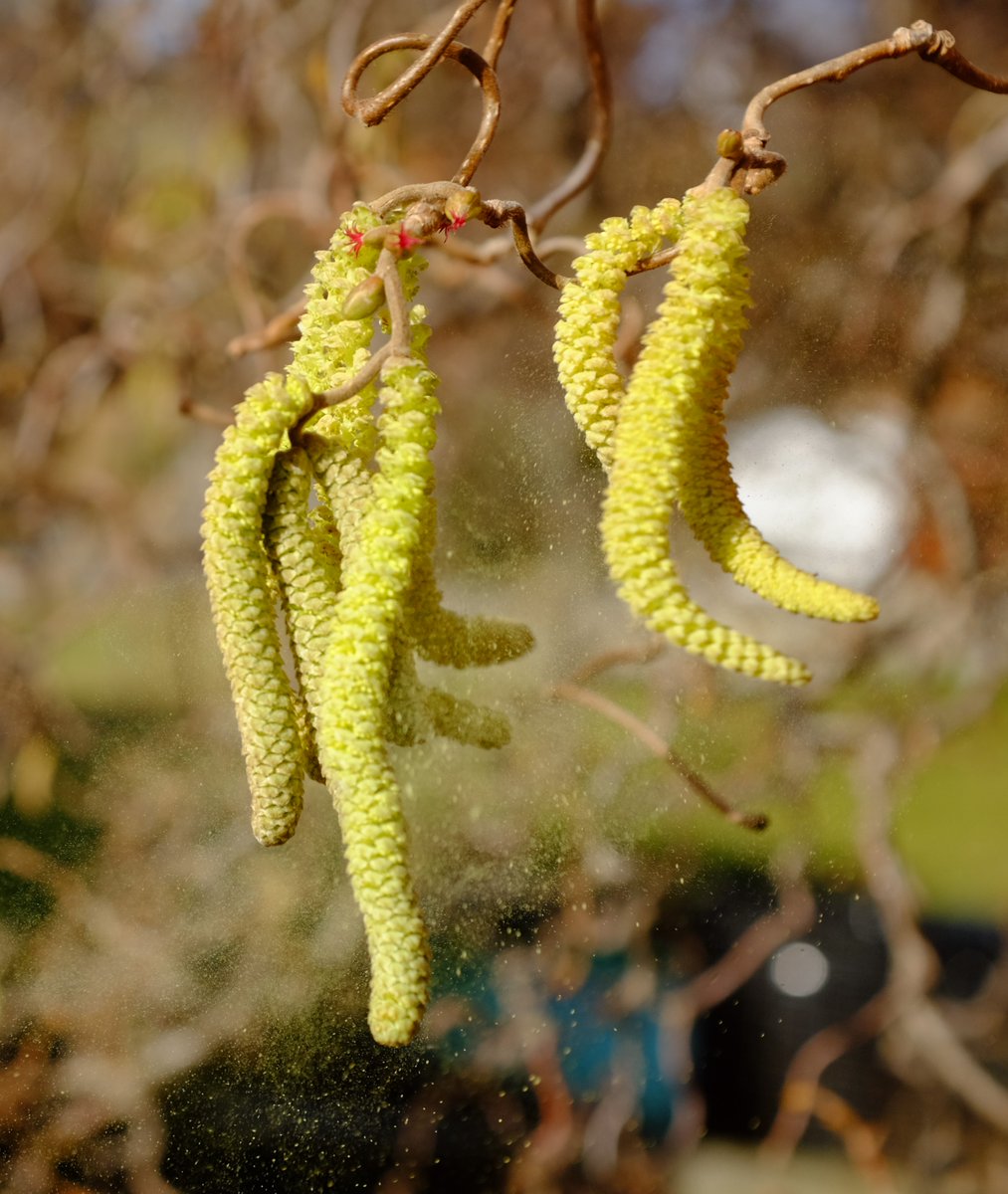 Swiss TPH tweet media