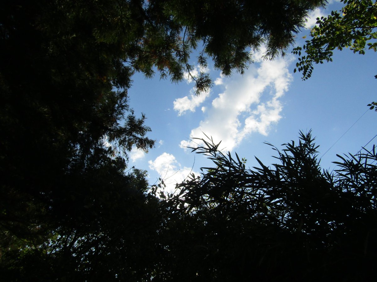 木の間から綺麗な青空