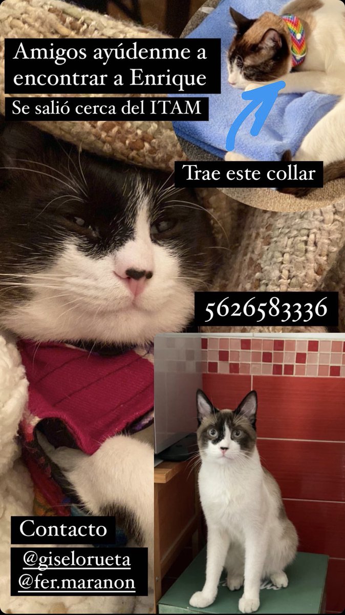 Hoy en la mañana se salió mi gatito. Por favor ayúdenme a compartir.