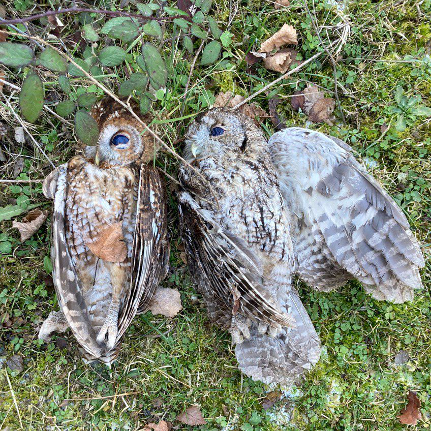 Parella de Gamarussos morts per electrocució als voltants d'#Olot. Les Torres elèctriques són una de les tantes amenaces antròpiques que afecten als rapinyaires nocturns a la #Garrotxa. Encara queda molta feina per fer.
