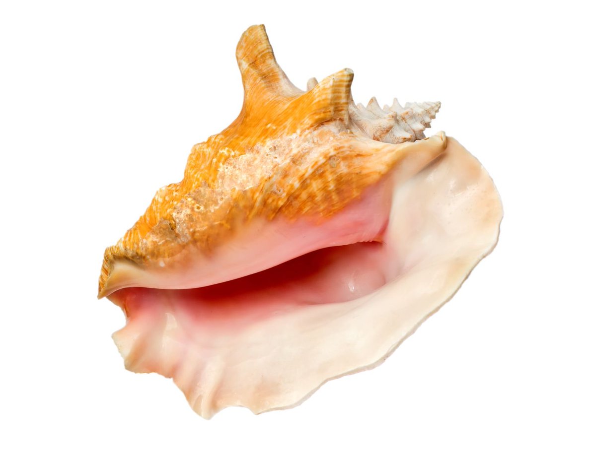 NHM_shells's tweet photo. The queen conch (Aliger gigas) was used in Ancient Mesoamerica in the popular sport of boxing. These shells were used as boxing gloves, or as knuckle-dusters, during combat rituals similar to those of gladiators.
#InterestingShells @NHM_London
#FascinatingShells @UChicagoPress https://t.co/AoIRYpqnNh