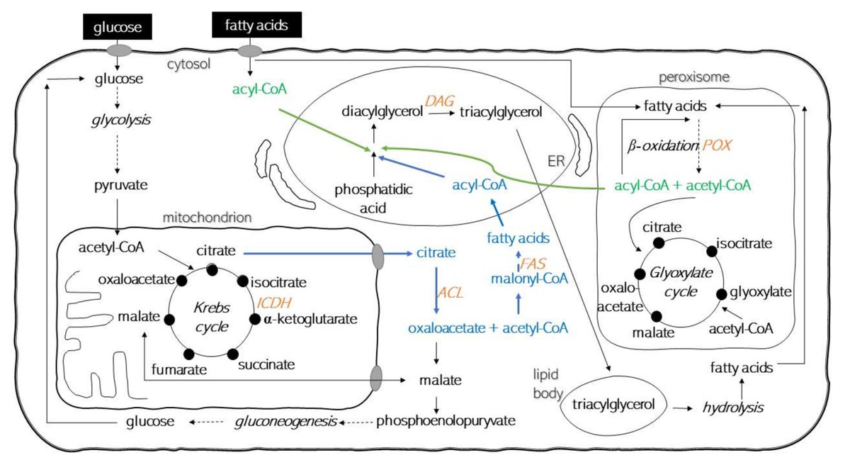 IJMS_MDPI's tweet photo. Authors analyzed the #mRNA expression of selected #genes of de novo and ex novo #lipidsynthesis pathways and correlated with the phenotypically observed features. Read more here: https://t.co/sG1bUb6vxE
#oleaginousyeast
#singlecelloil
#Yarrowialipolytica https://t.co/WViVWy1dw2