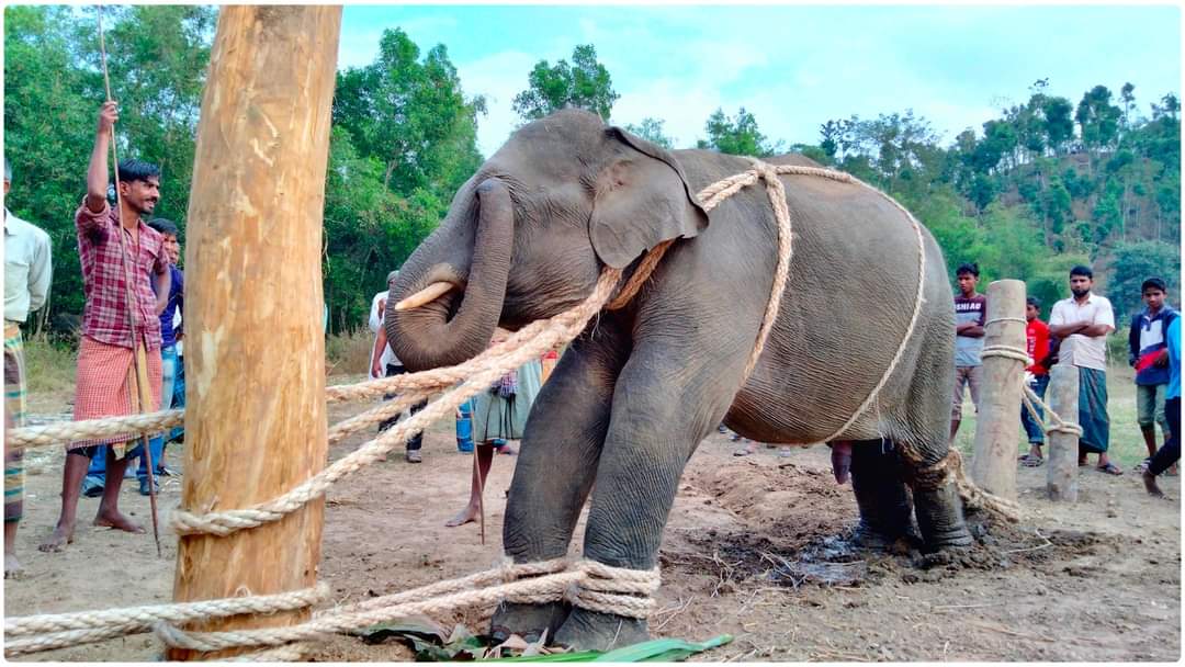mostafayousuf6's tweet photo. An elephant is being tortured in Juri upazila of Moulavibazar district 🇧🇩. Though it is strongly prohibited by animal welfare act, the authorities hardly show interest to take action against the perpetrators. Condemn the laxity of Forest Dept of 🇧🇩. https://t.co/j6FP2Nb0YH