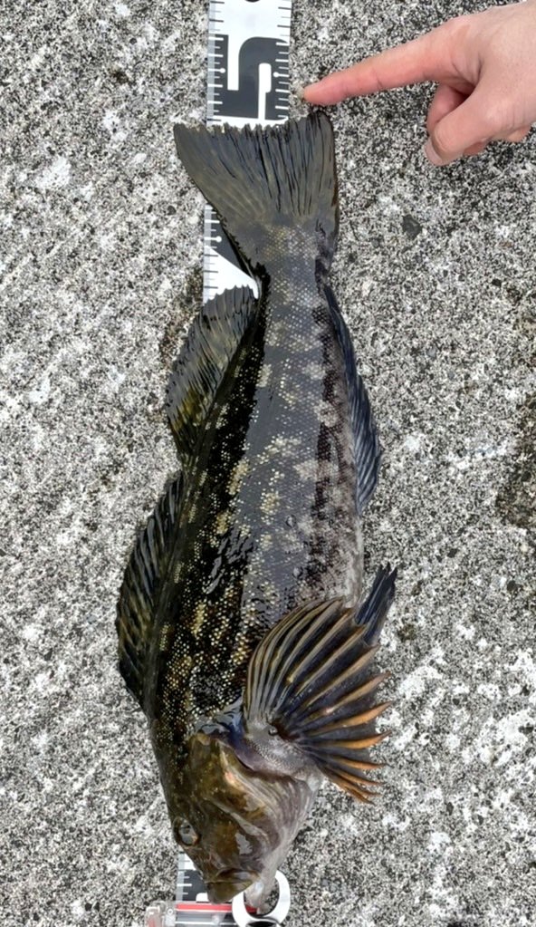 GenNakata1's tweet photo. 苦手な東北アイナメでやっちまいました…
49cmのマッチョ😍⤴️
APIA 77ML FINESSE入魂っす♪
最高の感度‼️
4枚目は別日でのメバリング🎣
宵姫爽S58FLで釣った39cmのアイナメ🐟️
ロッドが折れるかと思いました🤣
これだから釣りはやめられない😏
#APIATP77MLFINESSE
#STELLAC3000XG
#BLACKSTREAM https://t.co/VocpNLxo9m