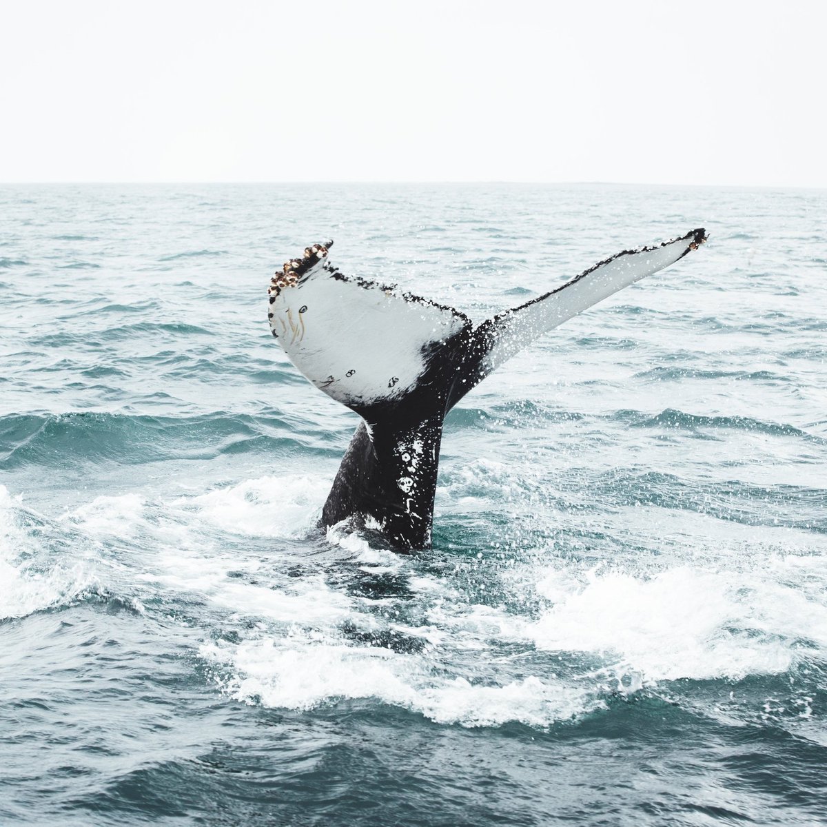 iceland's tweet photo. What would your expression be while spotting these animals in #Iceland? Tell us with an emoji!😍 😲 🤩
#inspiredbyiceland https://t.co/AuFbogEYXS