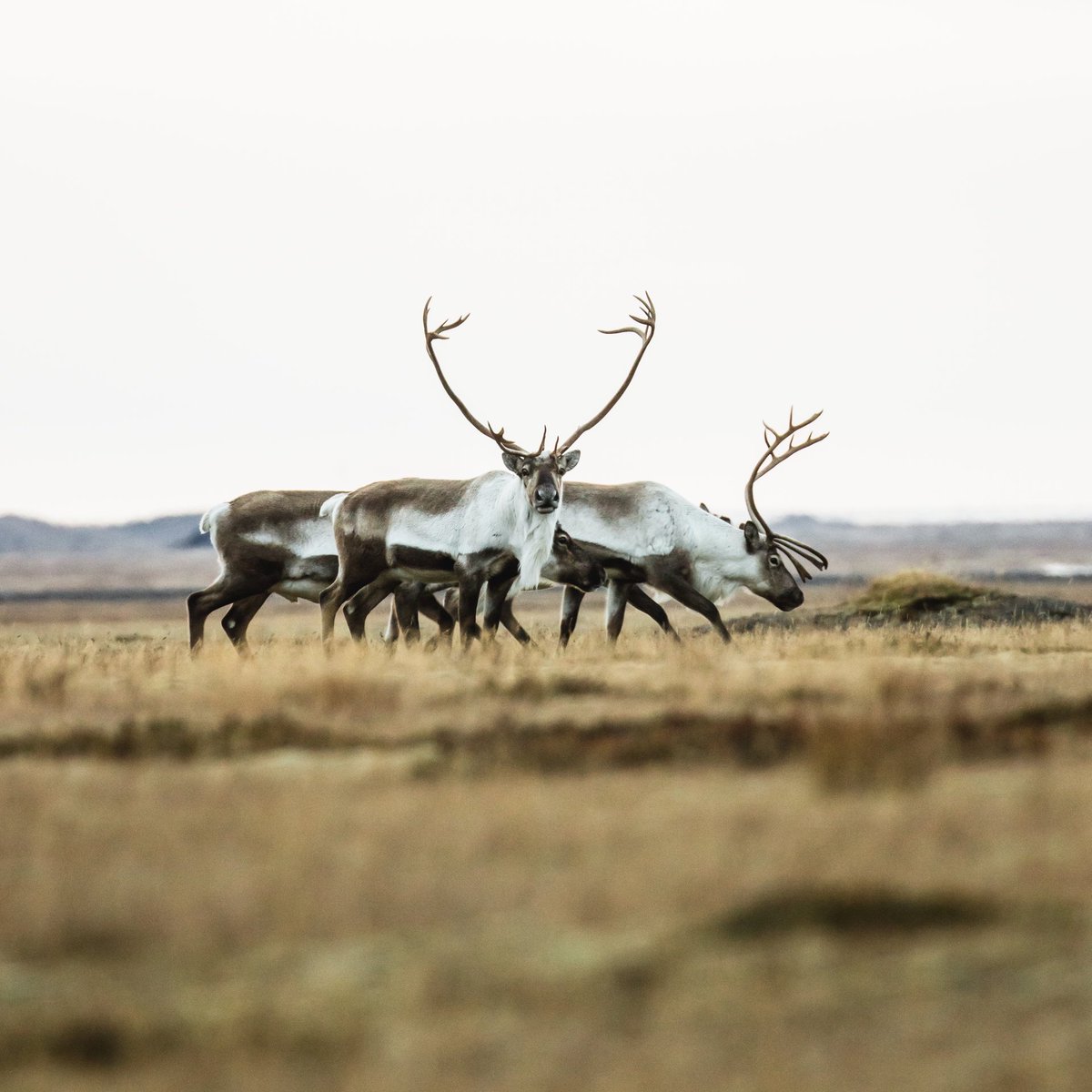 iceland's tweet photo. What would your expression be while spotting these animals in #Iceland? Tell us with an emoji!😍 😲 🤩
#inspiredbyiceland https://t.co/AuFbogEYXS