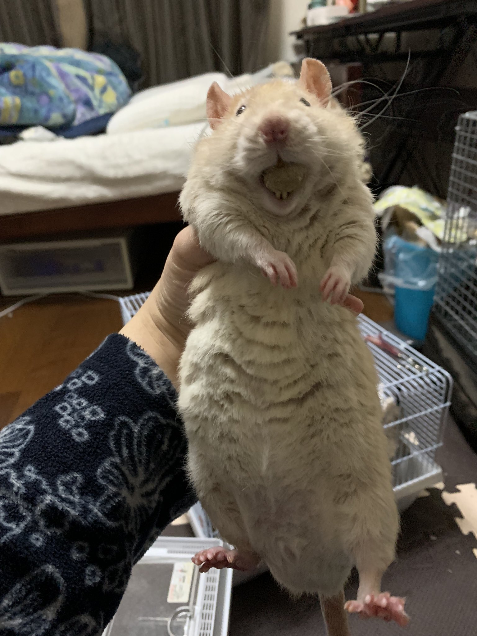 ポケモンをするのでいません これは悲報なんですけど俺が普通サイズだと思って飼ってたドブネズミはデカいらしいです T Co Wb6gspwwhx Twitter
