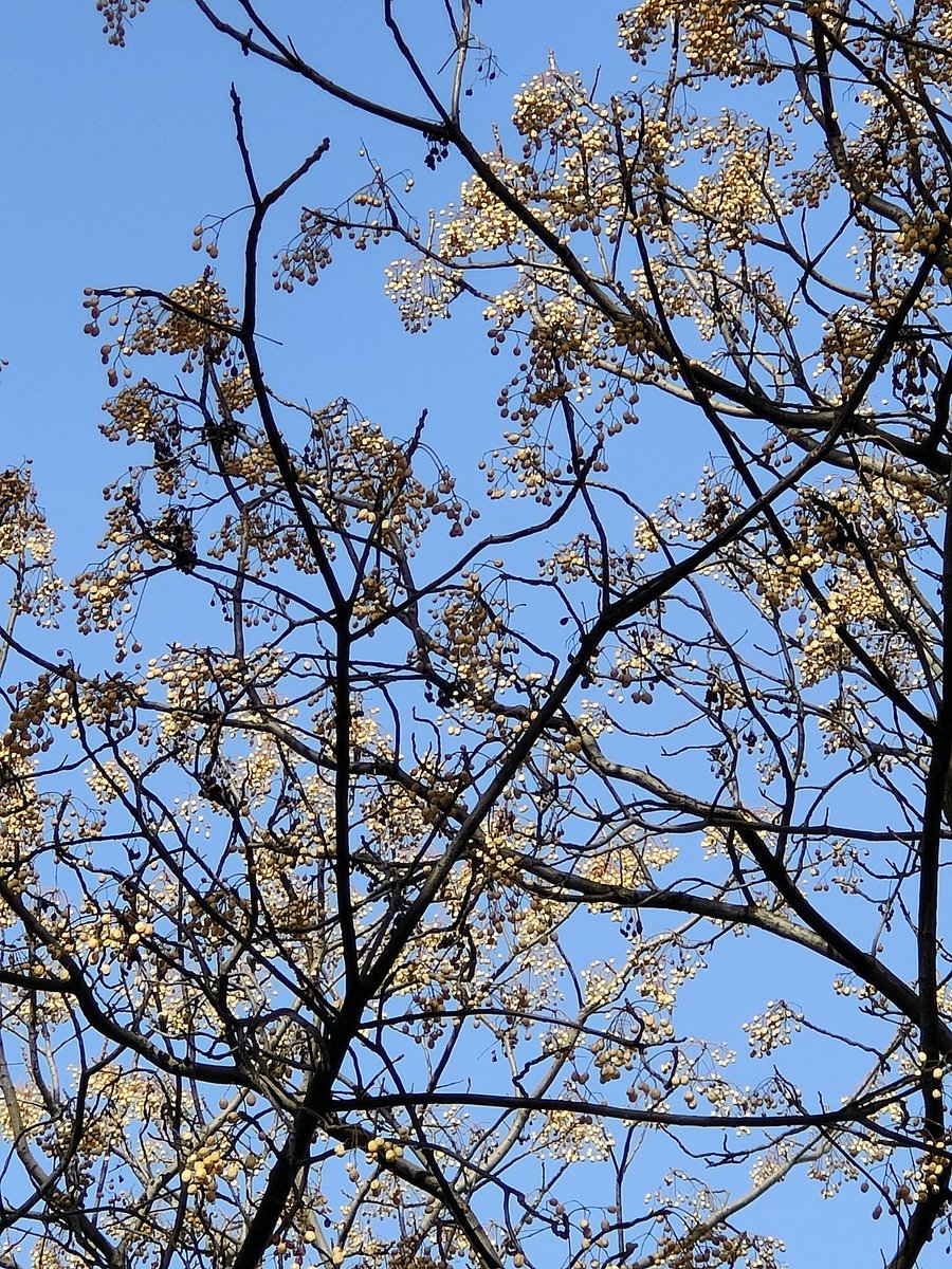 Melia azedarach o cinamomo es un árbol recurrente en Sevilla, ya se plantaba en el siglo XIII cerca de pozos y norias para disfrutar de su sombra veraniega. Su estampa invernal es bien distinta y sólo lo adornan sus frutos en forma de bolitas. Ojo, son tóxicas para los mamíferos.