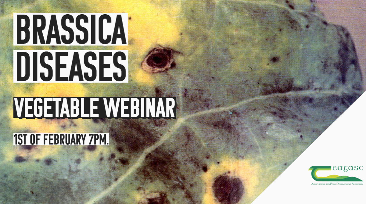 Teagasc HDD Webinar on Brassica Diseases -1st of February 7pm. Consultant Andy Richardson of ABC Agronomy providing an overview and update on Brassica diseases & control. There will be an opportunity to ask questions following presentation. zoom.us/webinar/regist…