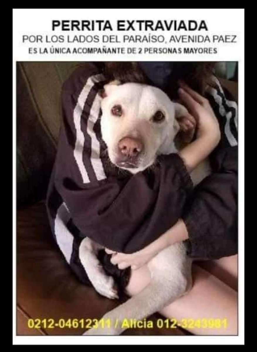 Perritos que se pierden, ojalá aparezca