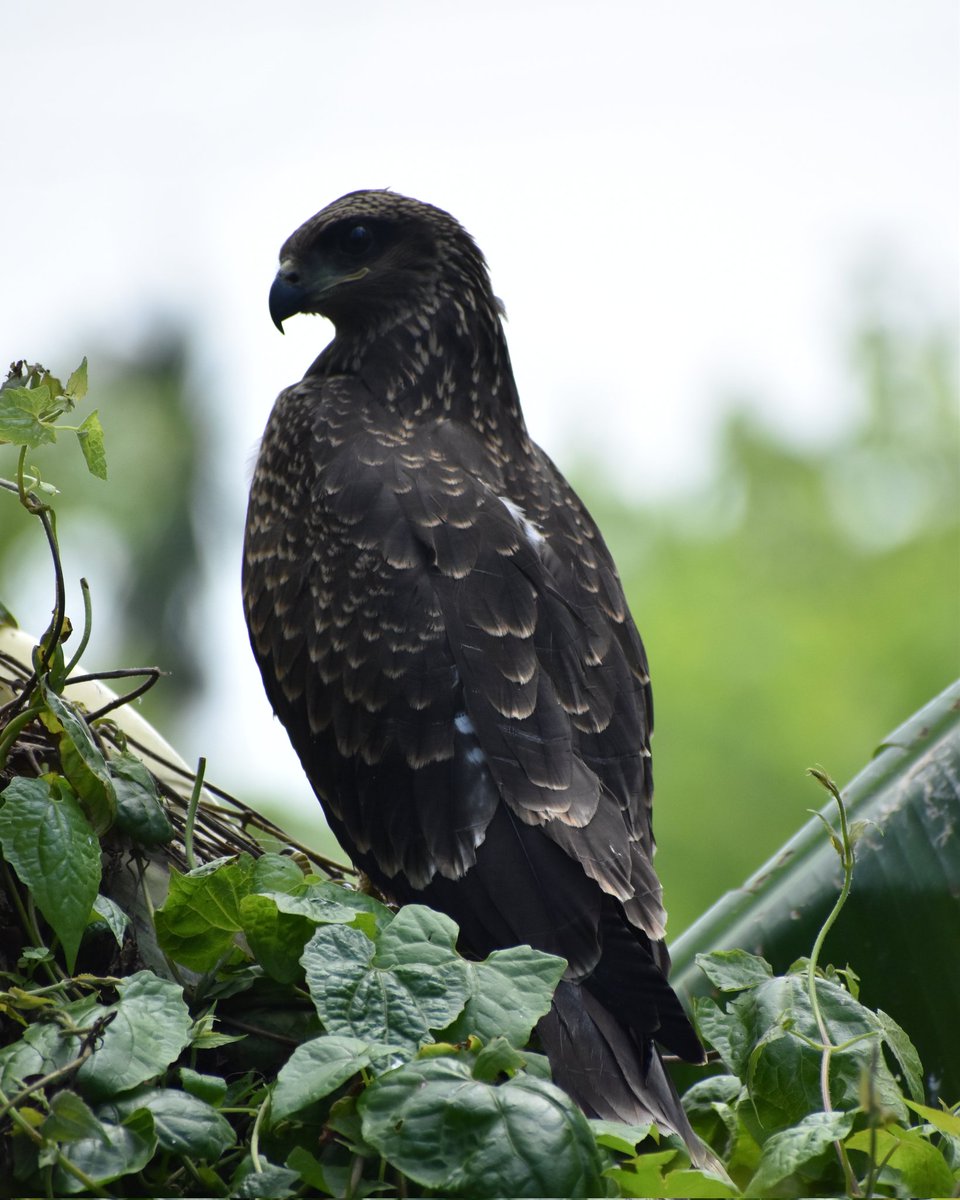 RodriguezDelA14's tweet photo. Posed like a king
#PhotoOfTheDay #photograph #birdphotography https://t.co/YzMbbMAt5k