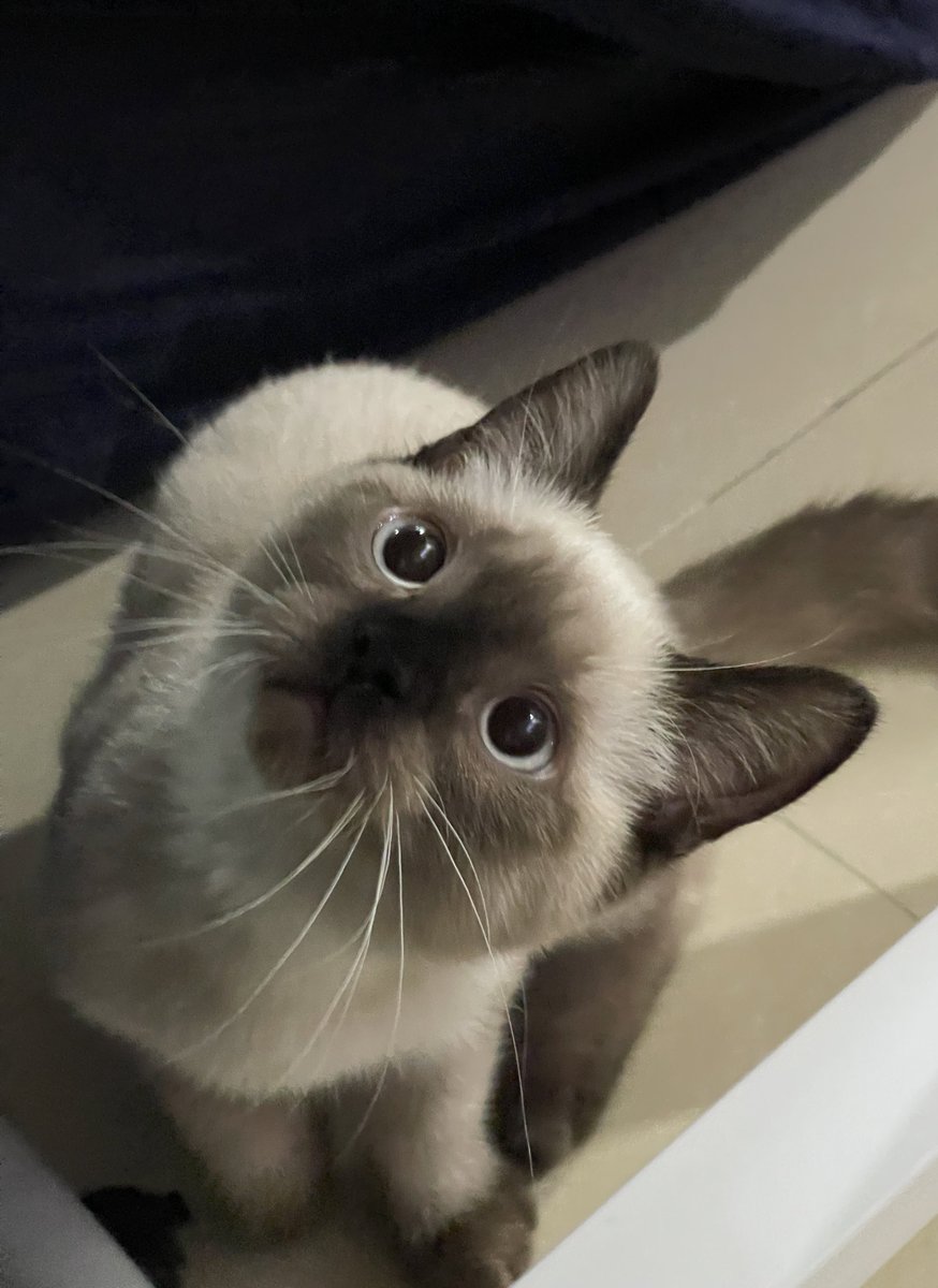 jf_foon's tweet image. จะไม่ให้ขนมฝุ่นจริงๆเหรอฮะ🥺