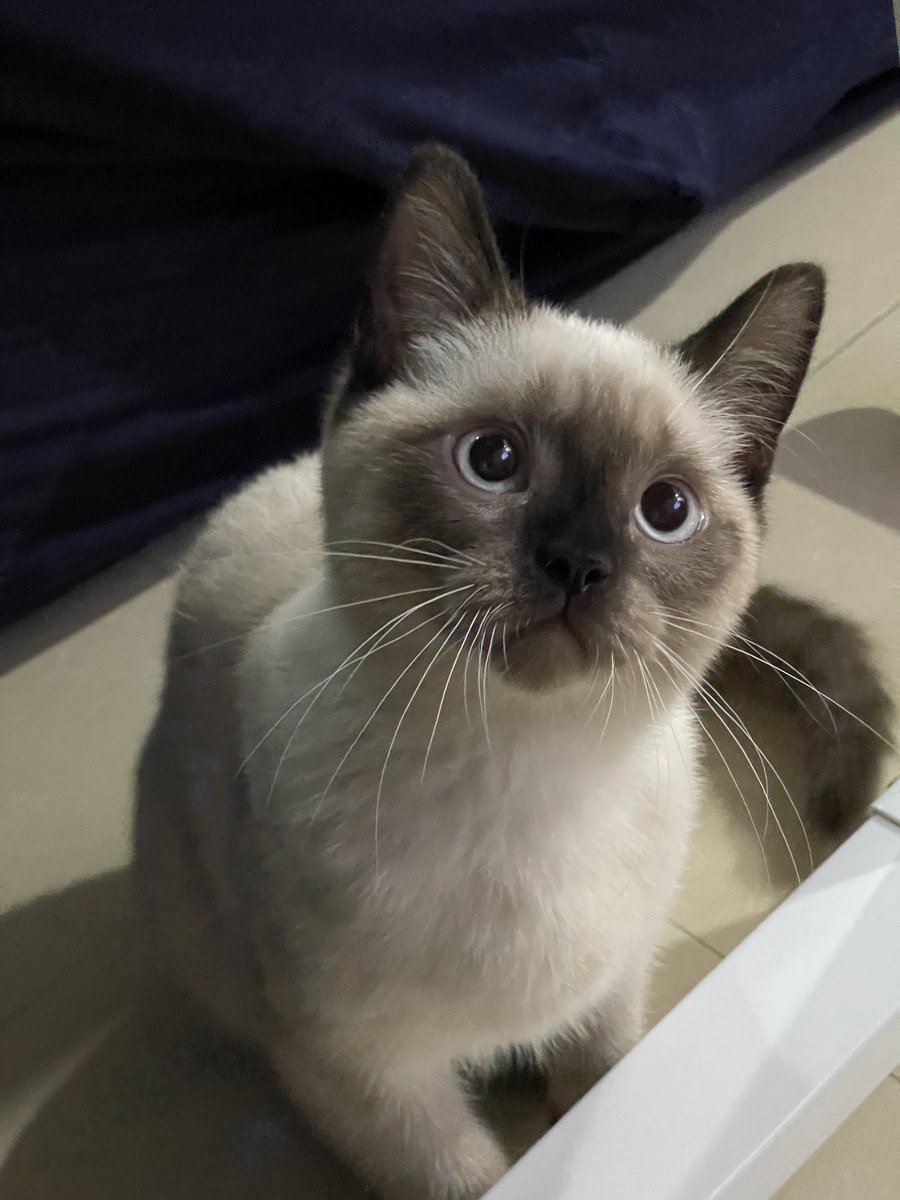 jf_foon's tweet image. จะไม่ให้ขนมฝุ่นจริงๆเหรอฮะ🥺