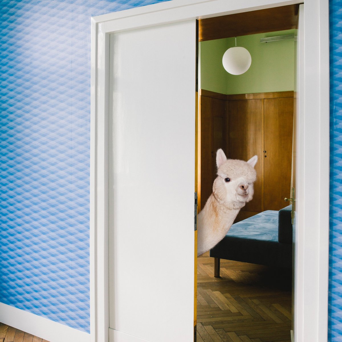 Koekkoek tweet media