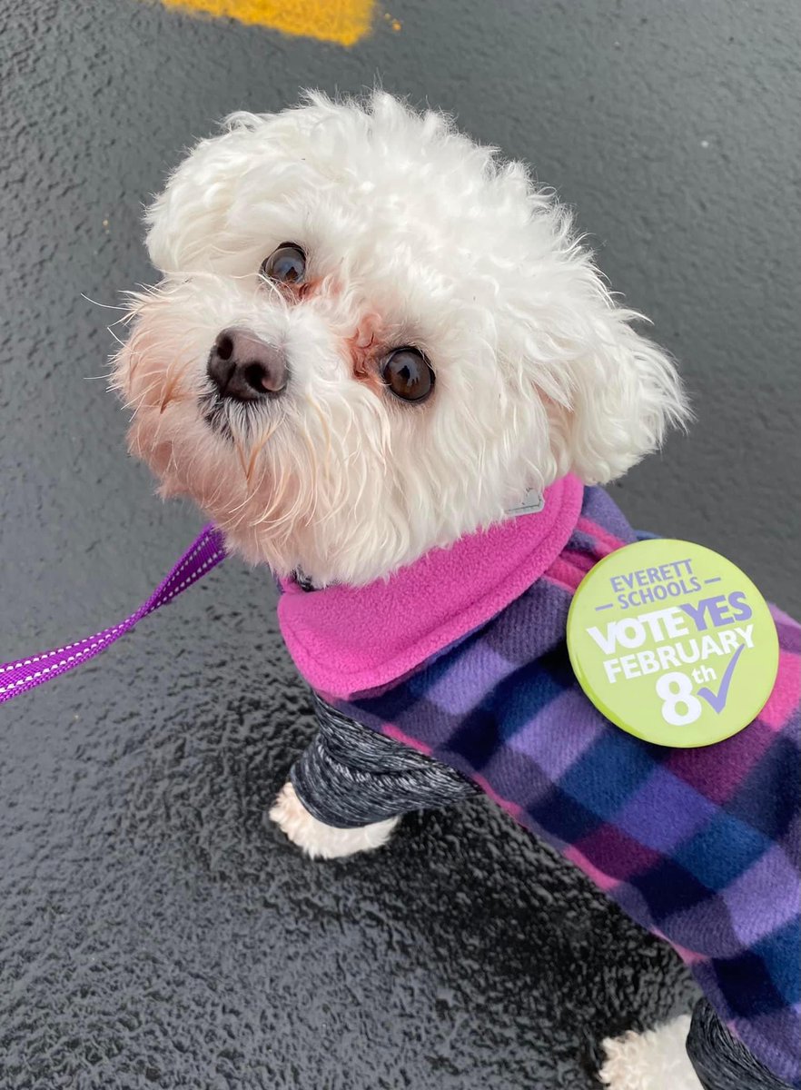 big_marco_79's tweet image. #Vote yes on @EverettSchools levies Feb. 8th! This message is Lily approved! #DoItForTheStudents
