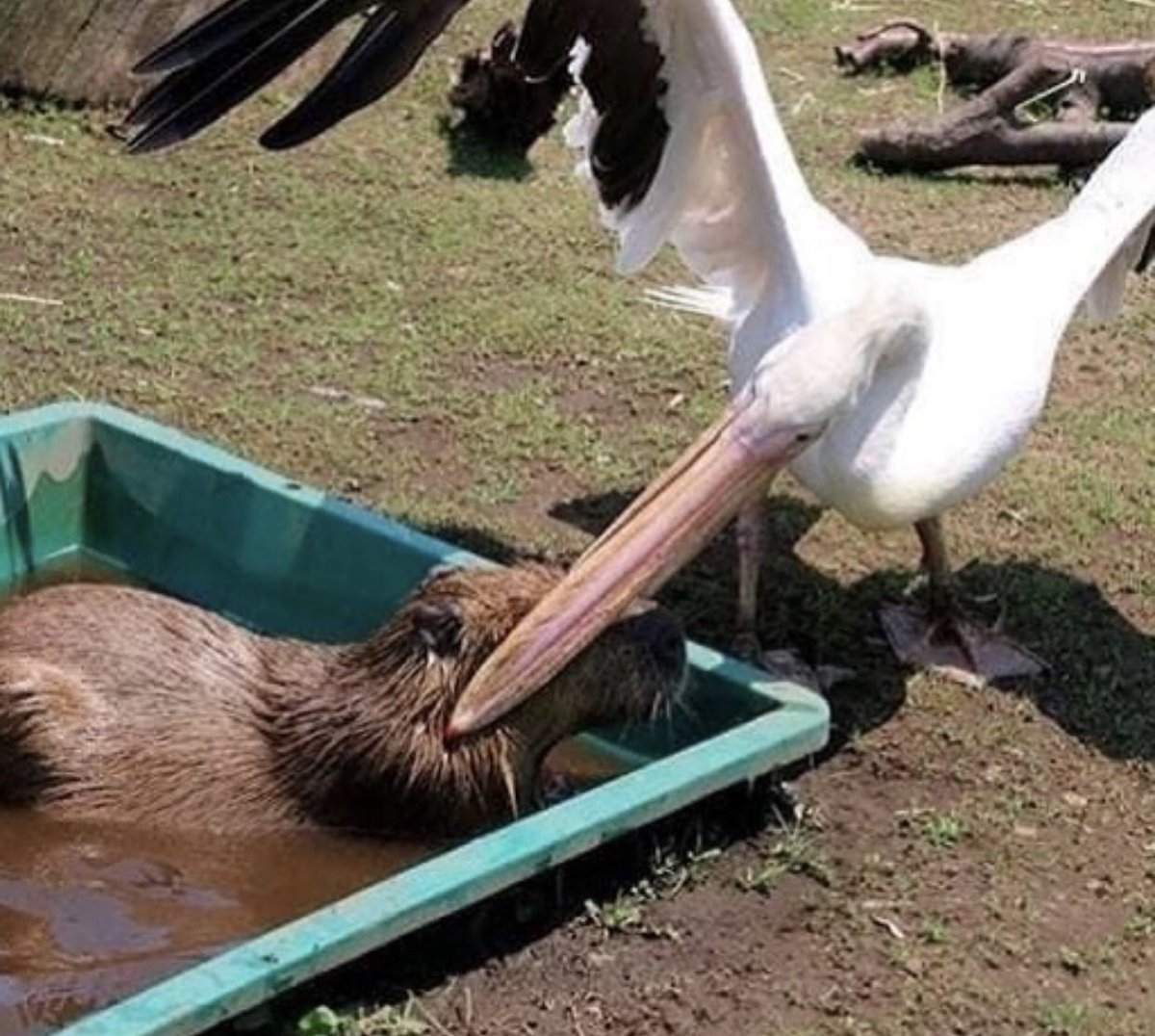 CAPYBARA_MAN's tweet photo. POV of the Capybara https://t.co/avqV4JFtdi