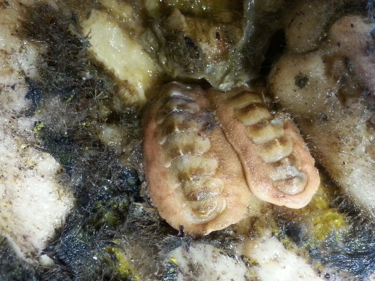 norchitons's tweet photo. Chitons can be found on all hard substrates on the ocean floor. This species, Hanleya hanleyi, is specialized to living on sponges. They feed on the sponge, and in the process dig themselves a little protective burrow.
#Polyplacophora #MolluscMonday #Porifera https://t.co/ptMrvOlOGa