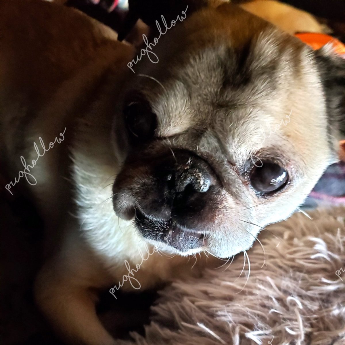 PugHollow's tweet photo. Marge is here to wish you a Margelous Monday. #MargelousMonday #MarvelousMonday #MargeAndInCharge https://t.co/izdTwGCIOn
