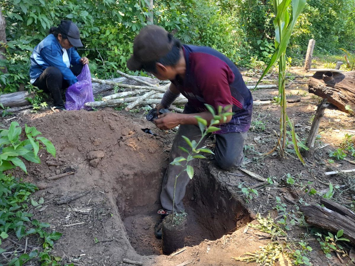 👨‍🌾🌳👩‍🌾 La semana pasada iniciamos junto a las comunidades indígenas de Lomerío la restauración de sistemas productivos. 
Esta semana continuaremos realizando con más comunidades la restauración de sus parcelas con plantines de cítricos. 🍋🍊