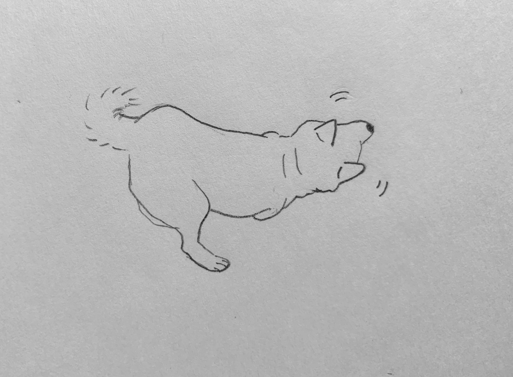 柴犬の絵 Twitter Search Twitter