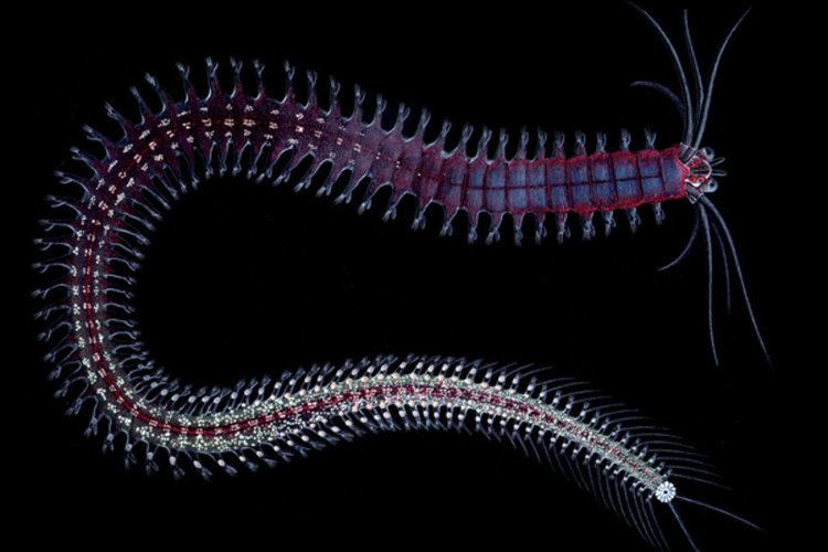 today's worm is the platynereis dumerilii, which just looks absolutely sick! They grow to be 2-4 cm and live in many oceans across the world 🪱