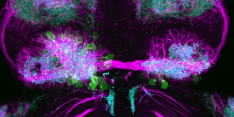 rco_slms_ucl's tweet photo. Neuroscience Early Career Prize Winners Showcase 🏆 

Celebrate the 2021 winners of the Jon Driver Prize + UCL Neuro Early Career Prize, who will be presenting their prize winning research.

📆 Thurs 17 Feb 2022
⏲️1 - 4.45pm
ℹ️  More info &amp; registration: https://t.co/y1lAEi1Ujw https://t.co/i8kjpXxEhD