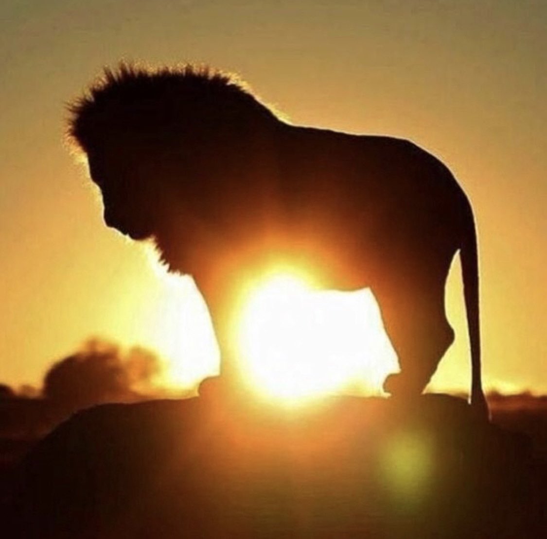 When the dream becomes reality the sun sets then rises towards another horizon…
 #thelionking 👑 #missionaccomplished