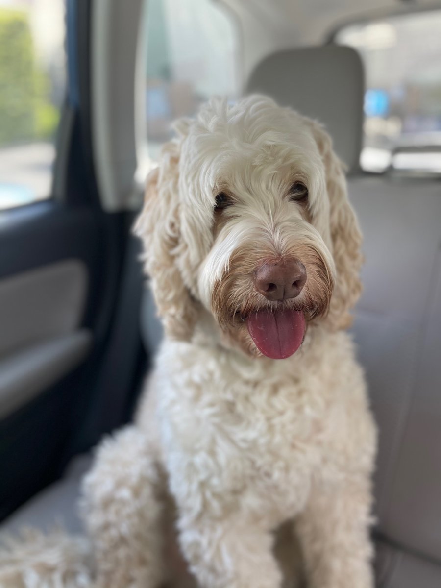 nbcbayarea's tweet photo. From vet bills to grooming -- easy ways to cut expenses when it comes to your four-legged family member. California Live will walk you through it. Watch at 11:30 a.m. on NBC Bay Area, channel 11, cable 3. https://t.co/tHQMEEcJqH