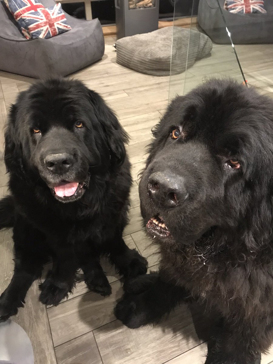 Angel Nemo Newfoundland tweet media