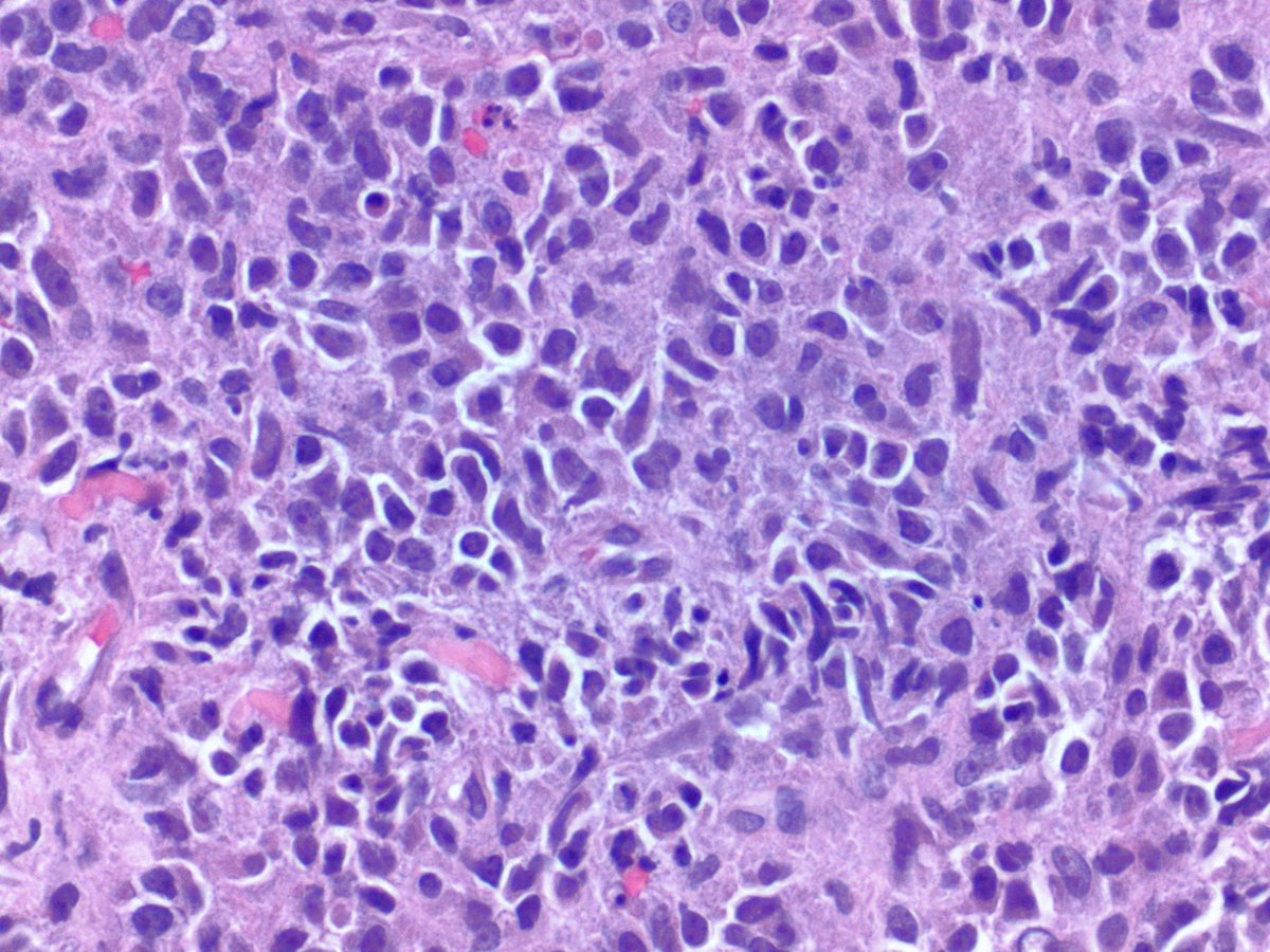 RUSH Pathology tweet media