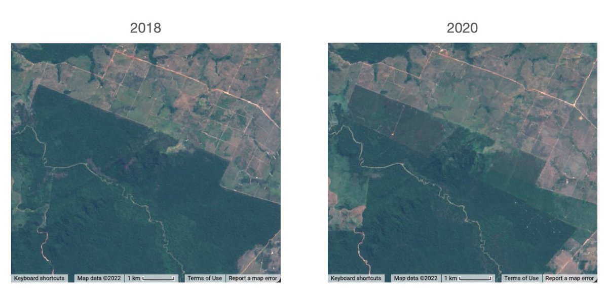 MarcYinFeng's tweet photo. @mathiasdisney @doctorjackpine @rosie_a_fisher It’s obvious that there are clear deforestations around the area. To systematically detect the pesticides usage on forest, it will require detailed investigations. Pigment (like chlorophyll) changes in the canopy will be obvious the first thing to look at. https://t.co/KQv2YOj997