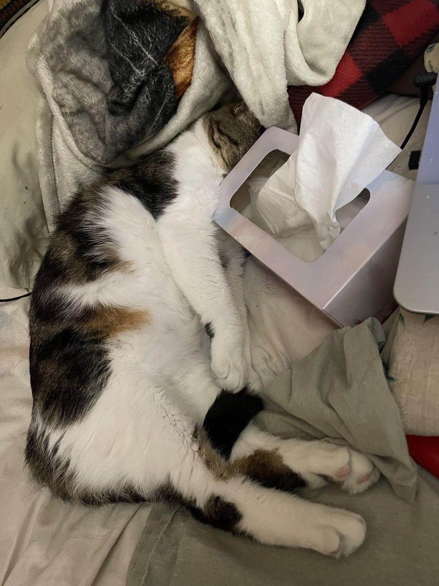 bravestages's tweet photo. Left the lid off the butter dish. This genius had a lickity lick party. #faceplant #robcat #furrytails #CatsOfTwitter https://t.co/37EeYMJrns