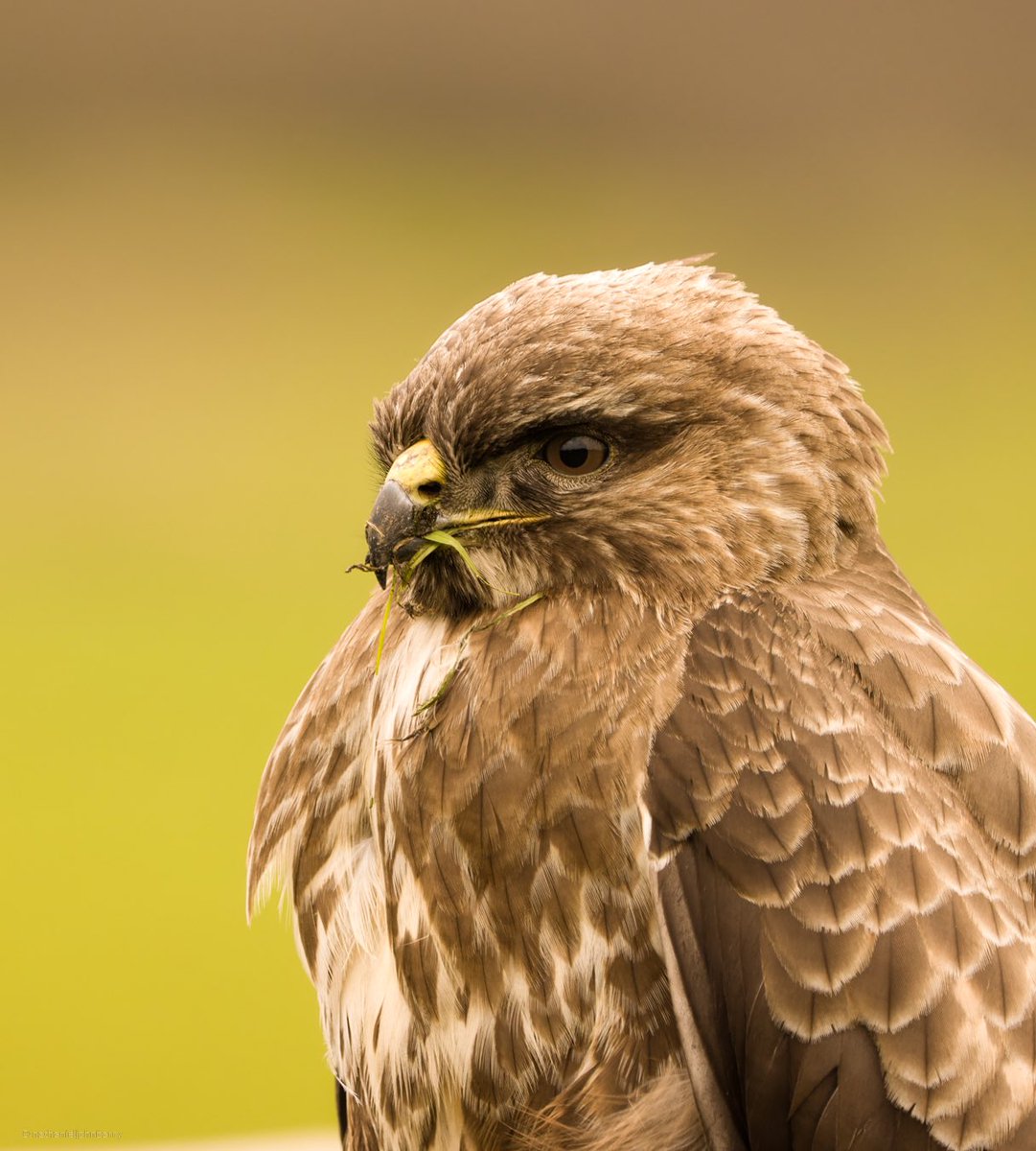 Common Buzzard
-
This encounter was an unusual one. Spent 20-30 minutes making sure it was okay, with it not being bothered by my presence. Seemed to have just been recovering after a hit or hard day?
<a href="/Natures_Voice/">RSPB</a> @CwallWildlife <a href="/WildlifeMag/">BBC Wildlife</a> <a href="/BBCSpringwatch/">BBC Springwatch</a>
