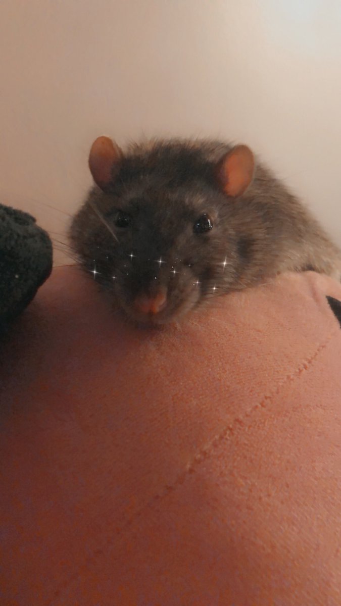 It’s with a heavy heart I let y’all know that a few days ago, we had to let Brownie rest. He developed a not-as-aggressive PT unlike Hobbes had, and after 2 months, decided it was finally time. Now he’s back with Apollo, Hobbes and Pip over the rainbow. 🌈