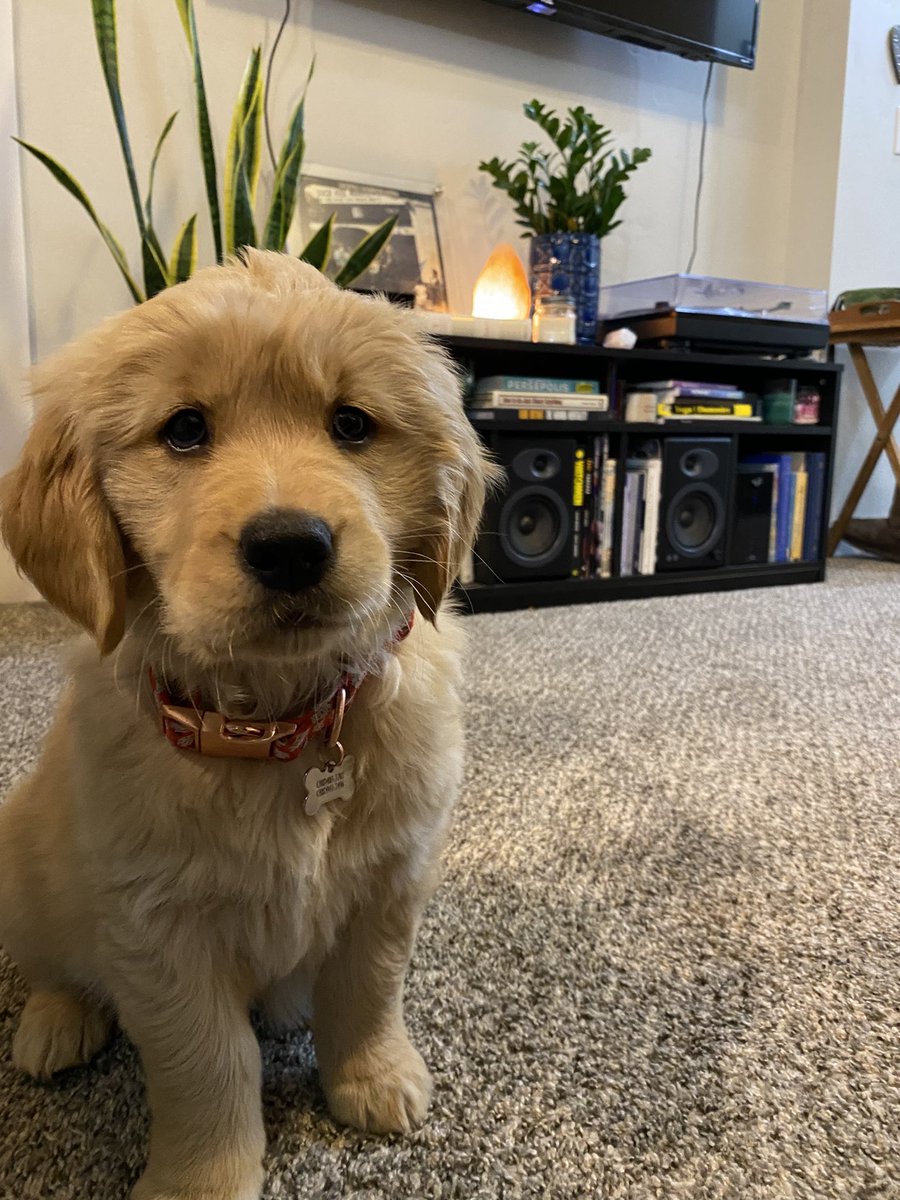You all need to see Goose. She is simultaneously the most annoying and cutest thing in the world.