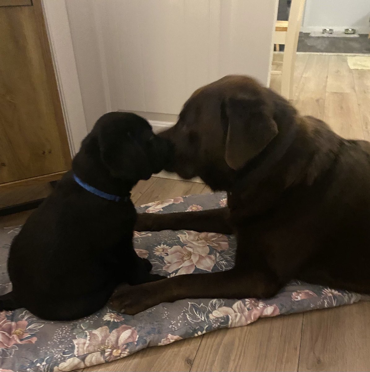 New addition to the family. When Barney meets Bertie ❤️