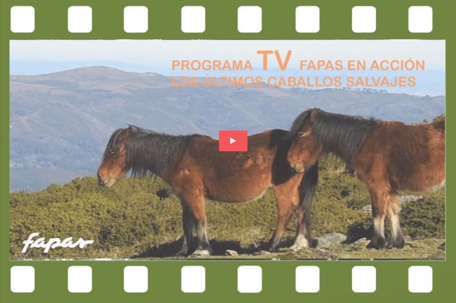 LOS ÚLTIMOS CABALLOS SALVAJES
En el año 2018, el programa de TV FAPAS EN ACCIÓN trataba sobre la problemática de los últimos caballos salvajes de Europa y quizás los más numerosos del mundo. Ahora son actualidad, están en peligro de extinción, acosados...
fapas.es/noticias/los-u…